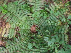 Dryopteris crassirhizoma