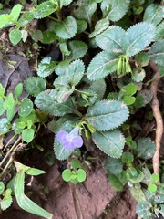 Bonnaya ruelloides