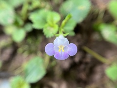 Bonnaya ruelloides