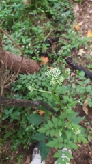 Aegopodium