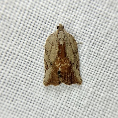 Meritastis ursina