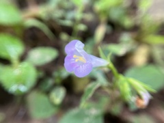 Bonnaya ruelloides