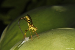 Toxotrypana curvicauda