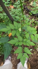 Aegopodium