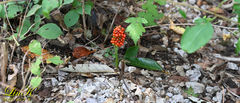 Arisaema amurense
