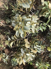 Santalum ellipticum