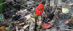Arisaema amurense