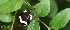 Poecilocoris lewisi