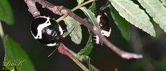 Poecilocoris lewisi