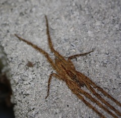 Pandercetes