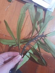 Pseudopanax crassifolius × lessonii