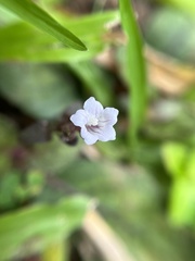 Strobilanthes reptans