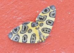 Pantherodes pardalaria