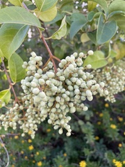 Ligustrum lucidum