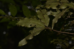 Heritiera trifoliolata