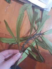 Pseudopanax crassifolius × lessonii