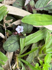 Strobilanthes reptans