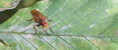 Dryomyzidae