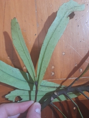 Pseudopanax crassifolius × lessonii