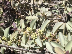 Santalum ellipticum