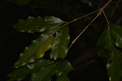 Heritiera trifoliolata