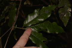 Heritiera trifoliolata