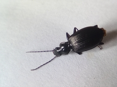 Limodromus assimilis