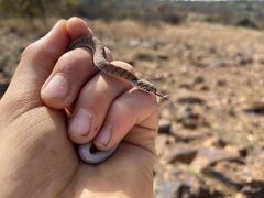 Dasypeltis scabra