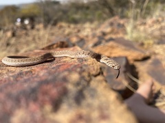 Dasypeltis scabra