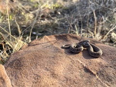 Dasypeltis scabra