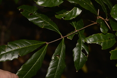 Alectryon subcinereus