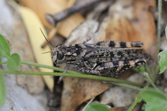 Calliptamus barbarus barbarus
