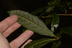 Alectryon subcinereus