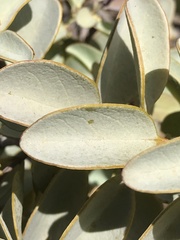 Santalum ellipticum