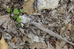 Malpolon monspessulanus