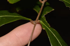 Alectryon subcinereus