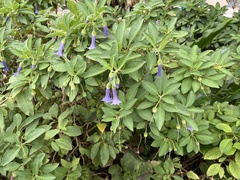 Solanoideae