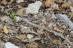 Malpolon monspessulanus