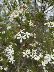 Ricinocarpos pinifolius