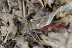 Malpolon monspessulanus