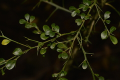 Citrus australasica