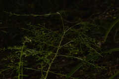 Citrus australasica