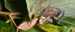 Kaniska canace