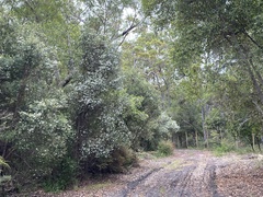 Ricinocarpos pinifolius