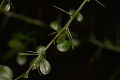 Citrus australasica