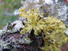 Vulpicida canadensis