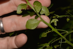 Citrus australasica