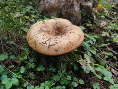 Lactarius scrobiculatus