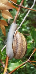 Otala punctata