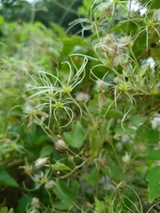 Clematis grata